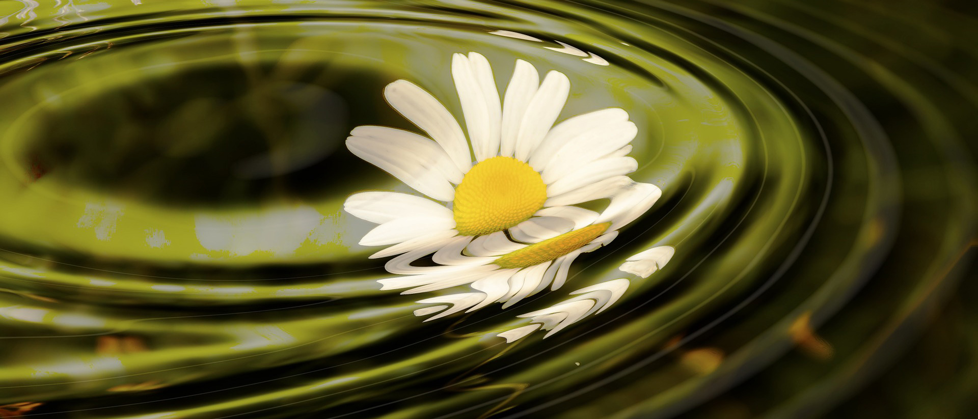 Saragoni Letizia - Impresa di Pulizie